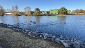 pond side photo birds from phone 02-21-2026